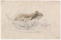 KT 2009 028-368
<br/>
kikker
<br/>
<em>Trigt, Stephanus Hendrik Willem van (1790-1840)</em>